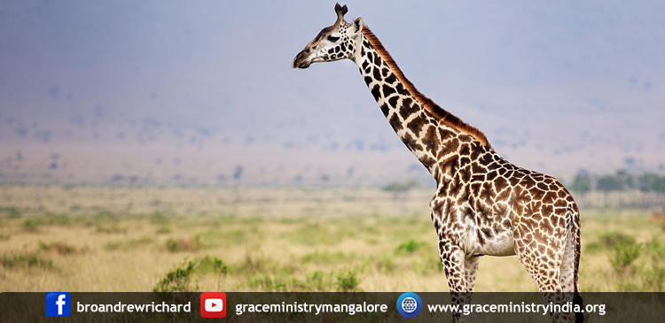 Giraffes eat and absorb most of their water from their plant-based diet, feasting on the tallest part of acacia trees. By eating at the level of their vision, they enjoy the richest nutrients.